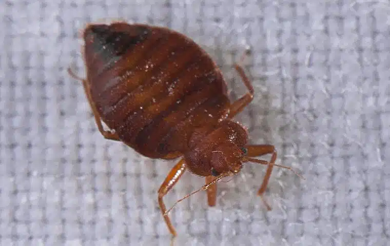 https://bugbros.com/wp-content/uploads/2023/04/id-bedbug.jpg