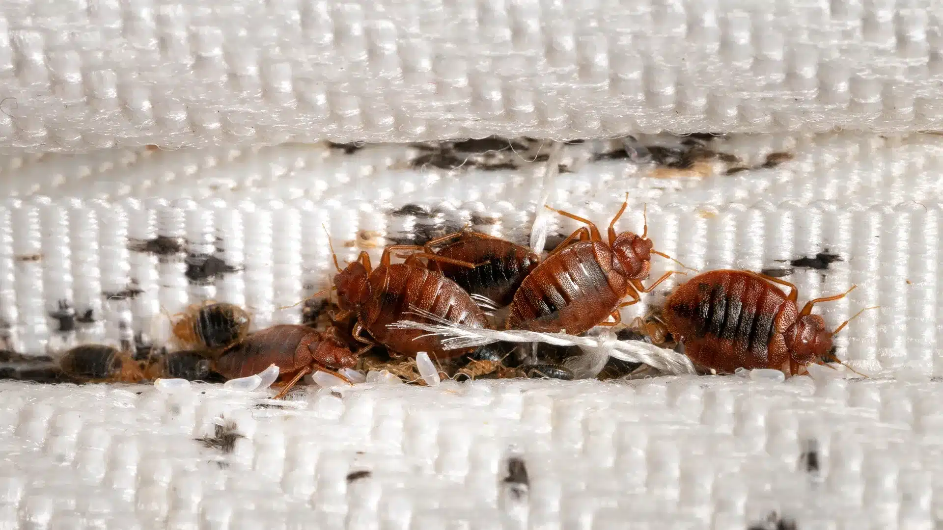 La King Bed Bug Treatment Companies