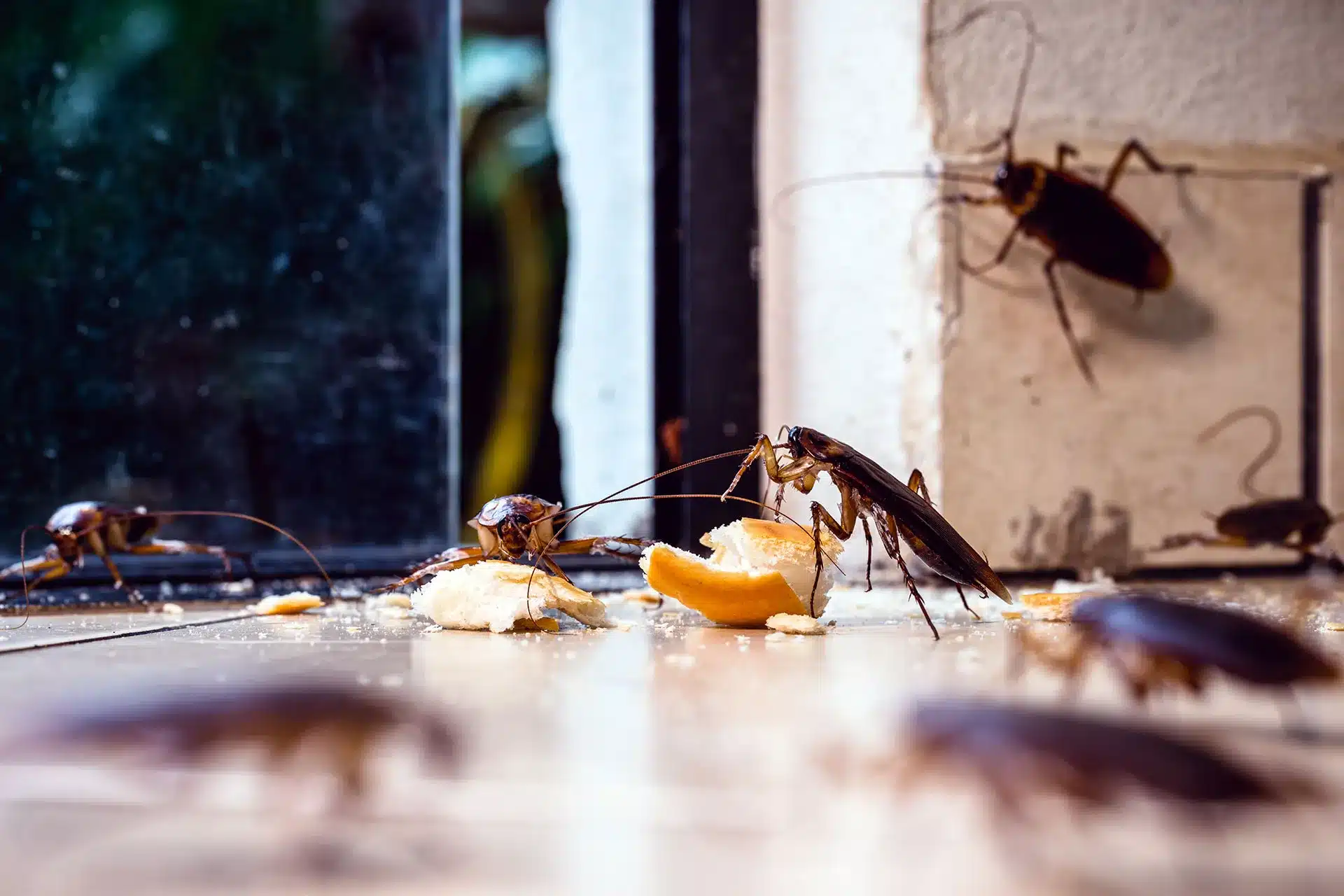 Common Household Pests And How to Prevent Them: Expert Tips