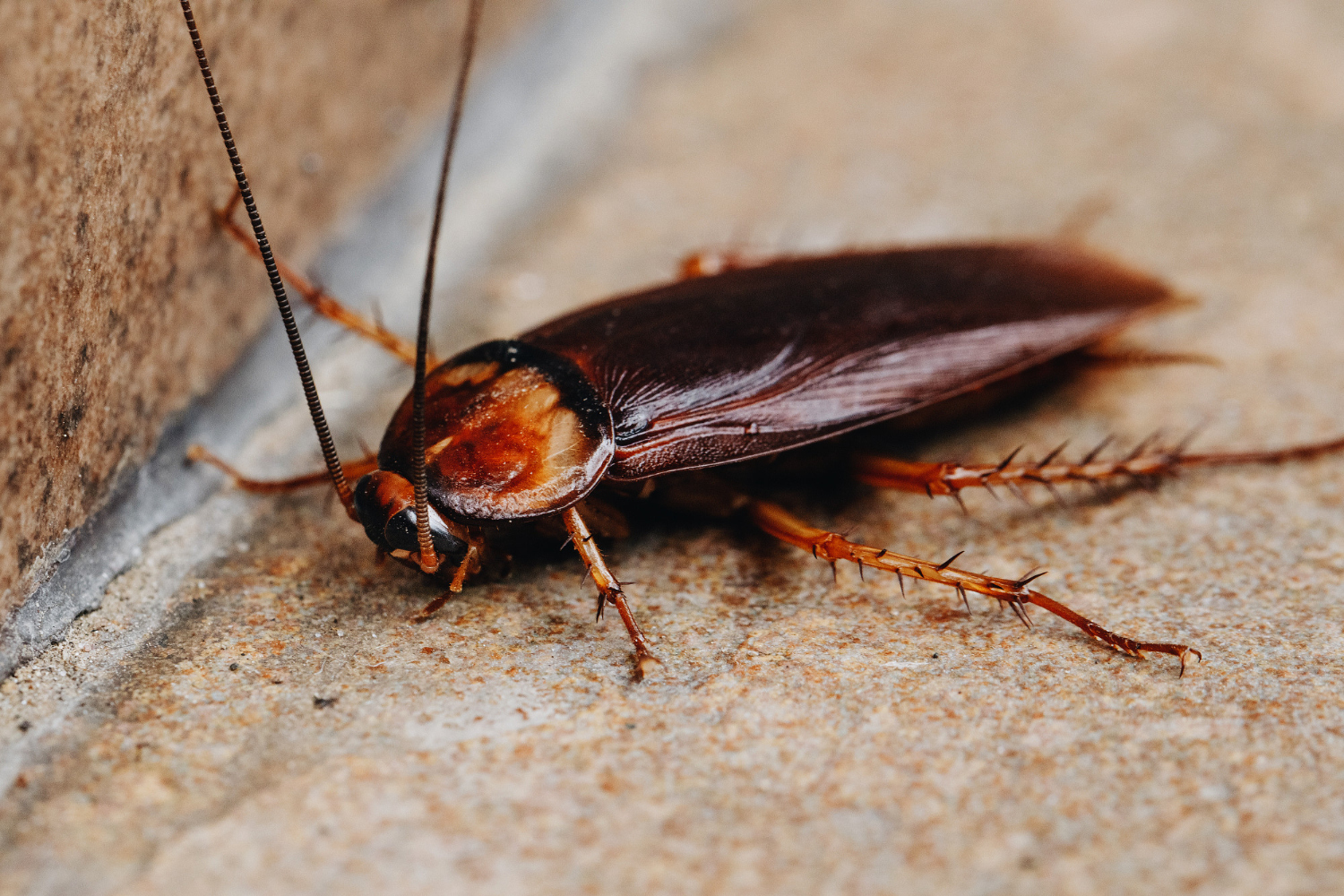 Cockroaches