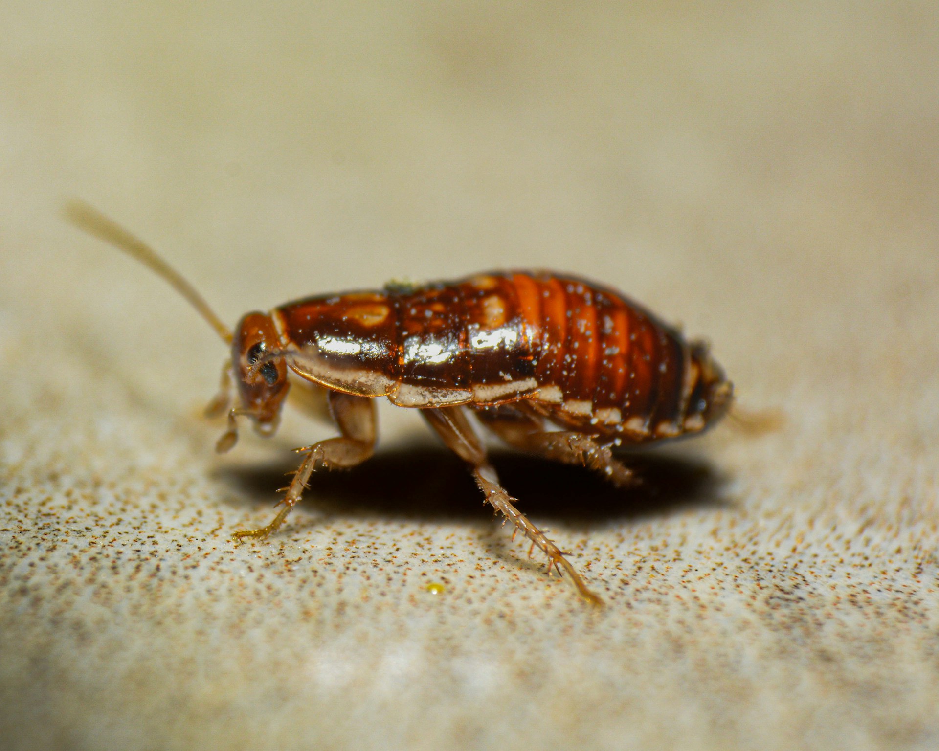 Cockroaches Cockroaches